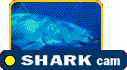 SHARK cam